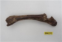 藏品(鹿肢骨)的圖片